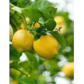 Lemon Tree image