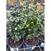 Ligustrum Rotundifolium