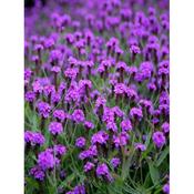 Verbena rigida 'Venosa' image