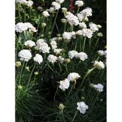 Armeria maritima Armada White