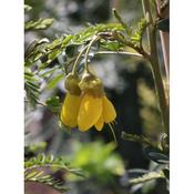 Sophora  'Sunking' image