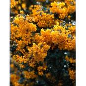 Berberis darwinii 'Compacta'
