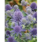 Eryngium planum 'Blue Hobbit' image