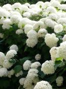 Hydrangea arborescens 'Annabelle'