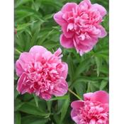Peony Lactiflona