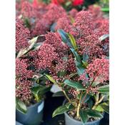 Skimmia 'Rubella'