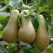 Pear 'Conference'