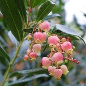 Arbutus unedo standard image
