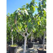 Fig - Ficus 'Brown Turkey' image