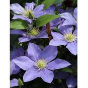 Clematis 'Fujimusume'
