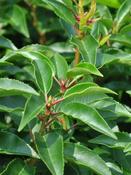 Prunus lusitanica 'Angustifolia'  Portuguese Laurel image
