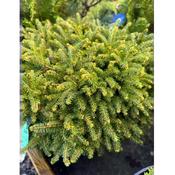 Picea abies 'Little Gem'  image