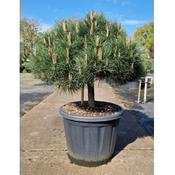 Pinus nigra Brepo Large image