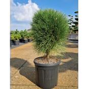 Pinus nigra Summer Breeze image