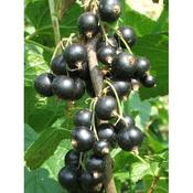 Blackcurrant  image
