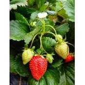 Strawberry plants image