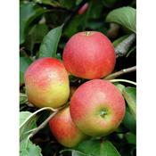 Apple Malus 'Elster' image
