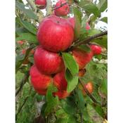 Apple - Malus Topaz image