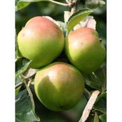 Apple - Malus d. 'Bramley Seedling' image