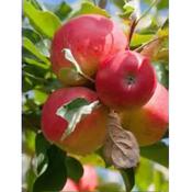 Apple Malus 'Gala' image
