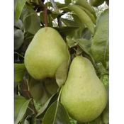 Pear - Pyrus 'Williams'