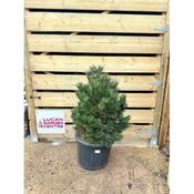 Pinus mugo 'Gnom' image