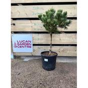 Pinus Standards in Variety image