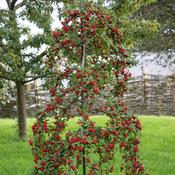 Cotoneaster Pendulus