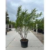 Betula albosinensis 'Fascination' Multistem