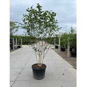 Betula 'Jacquemontii' Multstem