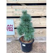 Pinus schwerinii Wiethorst