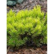 Pinus 'Winter Gold'