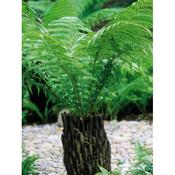 Dicksonia Antartica 30cm | Tree Ferns |  image