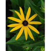 Rudbeckia 'Goldstrum' image