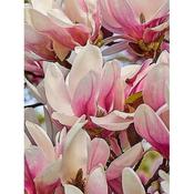 Magnolia soulangiana