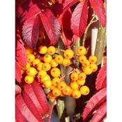 Sorbus 'Autumn Spire'