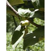 Sorbus vestita 150 - 175cm