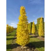 Ginkgo biloba 