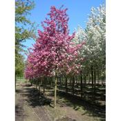Malus 'Rudolph'