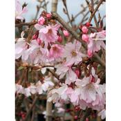 Prunus 'Autumn Rosea'