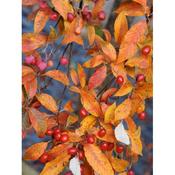 Sorbus folgneri 'Emiel'