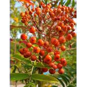 Sorbus 'Commixta'