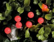 Berrys