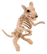 Skeleton Rat