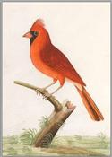 Red Cardinal image
