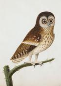 Eleazar Albin's Owl image