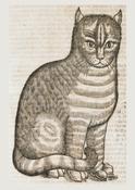 Cat from The History of Four-Footed Beasts and Serpents image