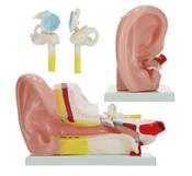 Ear Anatomical Model