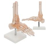 Foot Joint with Ligaments Anatomical Model