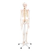 Human Skeleton Anatomical Model